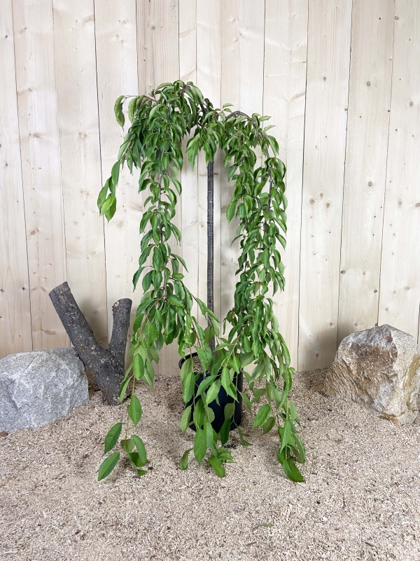 Prunus Eminens Umbraculifera Cont 15 L 1/2 Tige 6/8