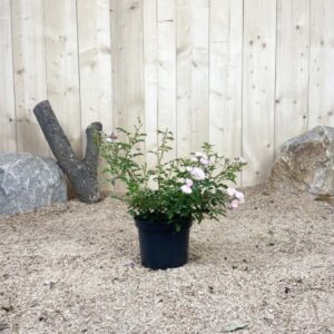 Rosa The Fairy Rose Cont 3 L Touffe