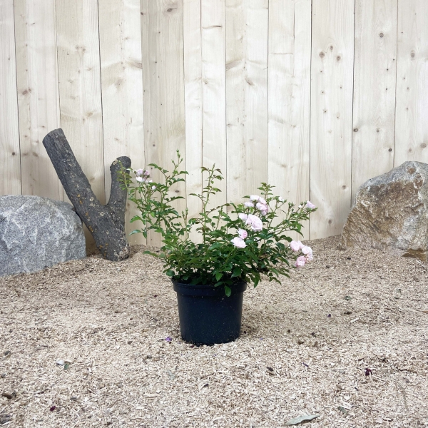 Rosa The Fairy Rose Cont 3 L Touffe