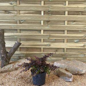 Berberis Thunbergii Atropurpurea Nana Cont 3 L 20/30