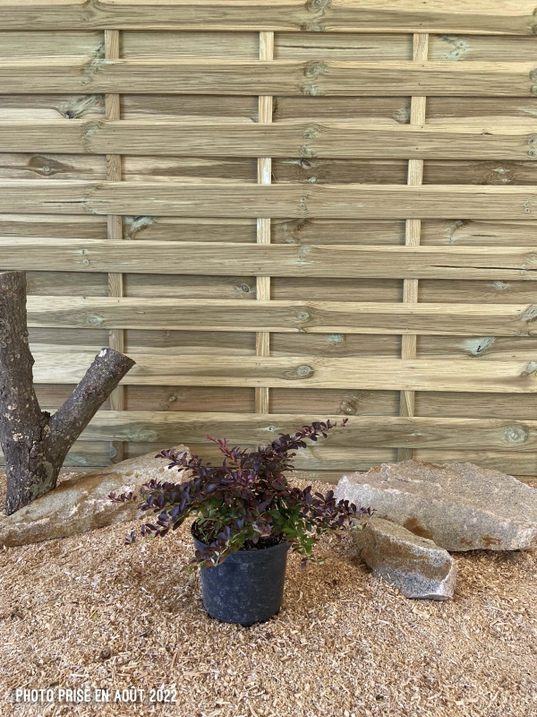 Berberis Thunbergii Atropurpurea Nana Cont 3 L 20/30
