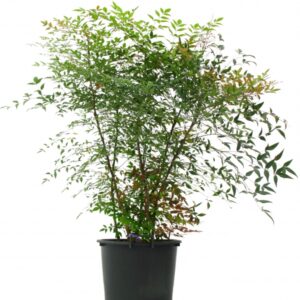Nandina Domestica Cont 35 L 125/150