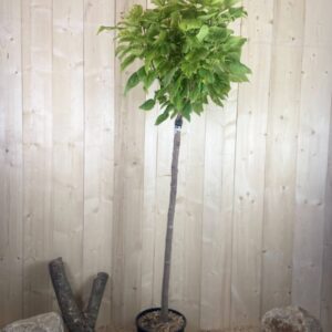 Catalpa Bungei Cont 15 L 1/2 Tige 6/8
