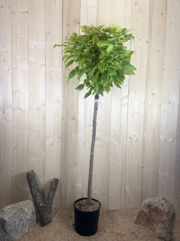 Catalpa Bungei Cont 15 L 1/2 Tige 6/8