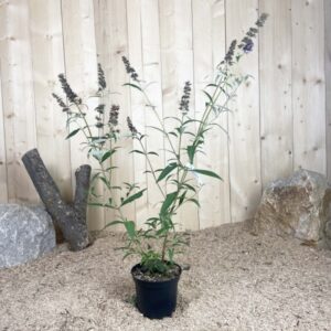 Buddleia Davidii Empire Blue Cont 3 L 40/60