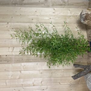 Phyllostachys Aurea Cont 10 L 125/150