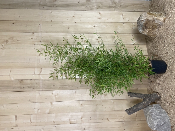 Phyllostachys Aurea Cont 10 L 125/150