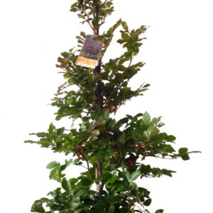 Fagus Sylvatica Purpurea Cont 15 L 175/200