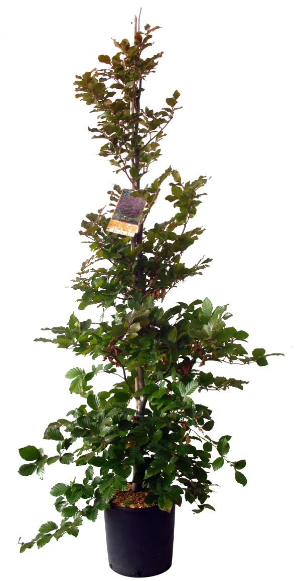 Fagus Sylvatica Purpurea Cont 15 L 175/200