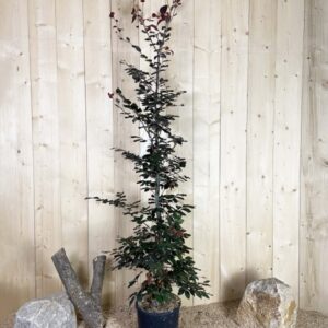 Fagus Sylvatica Purpurea Cont 15 L 150/175