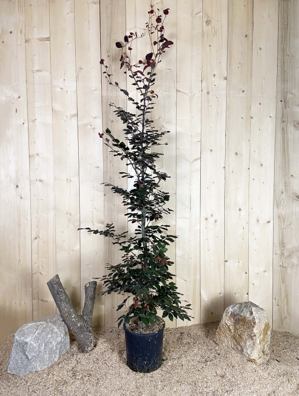 Fagus Sylvatica Purpurea Cont 15 L 150/175