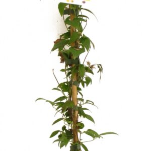 Clematis Hagley Hybrid Cont 3 L 90/120