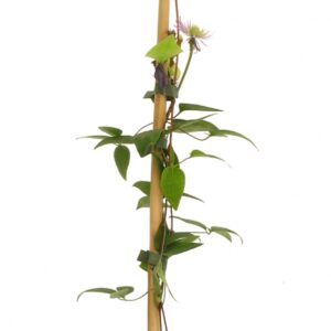 Clematis Multi Blue Cont 3 L 90/120