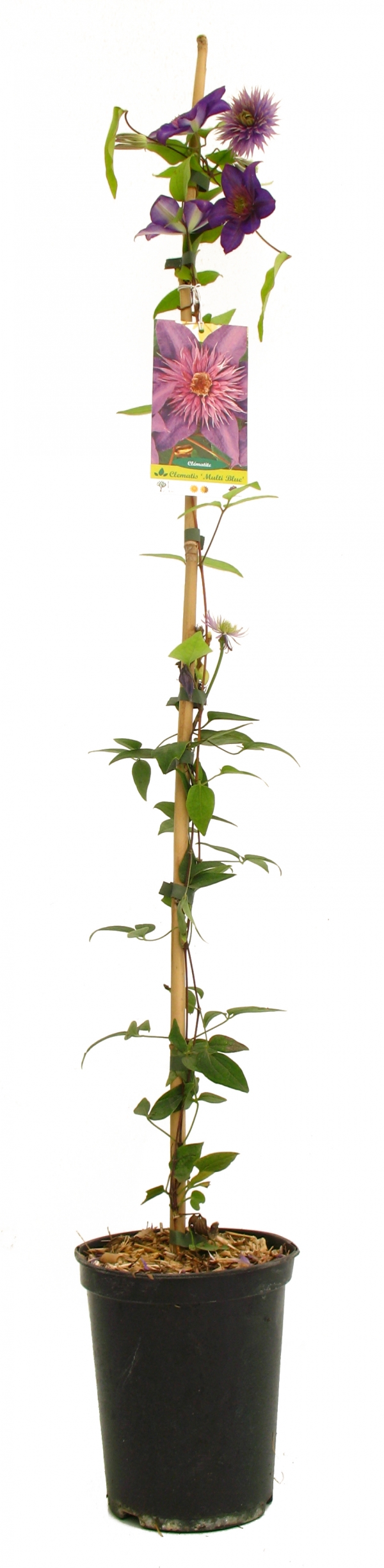 Clematis Multi Blue Cont 3 L 90/120