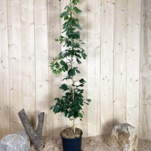 Ginkgo Biloba Cont 15 L 150/175