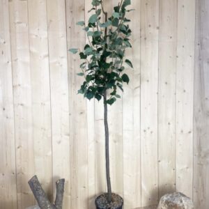 Tilia Cordata Cont 15 L Tige 6/8