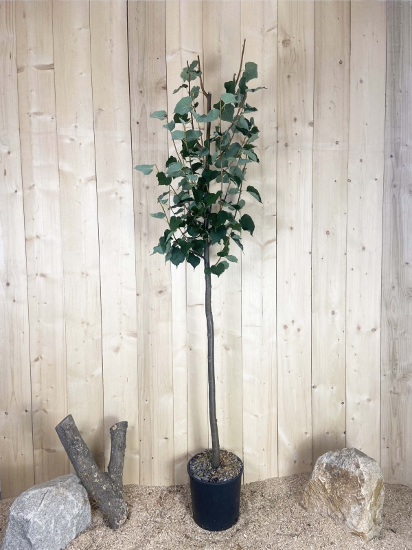 Tilia Cordata Cont 15 L Tige 6/8
