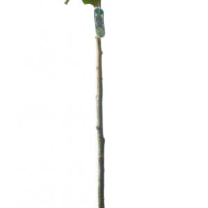 Tilia Platyphyllos Cont 15 L Tige 6/8
