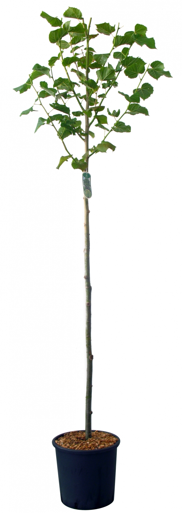 Tilia Platyphyllos Cont 15 L Tige 6/8