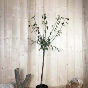 Prunus Domestica Prune D'Agen Cont 10 L 1/2 Tige 6/8