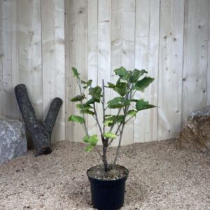 Ribes Rubrum Rovada Cont 3 L Touffe