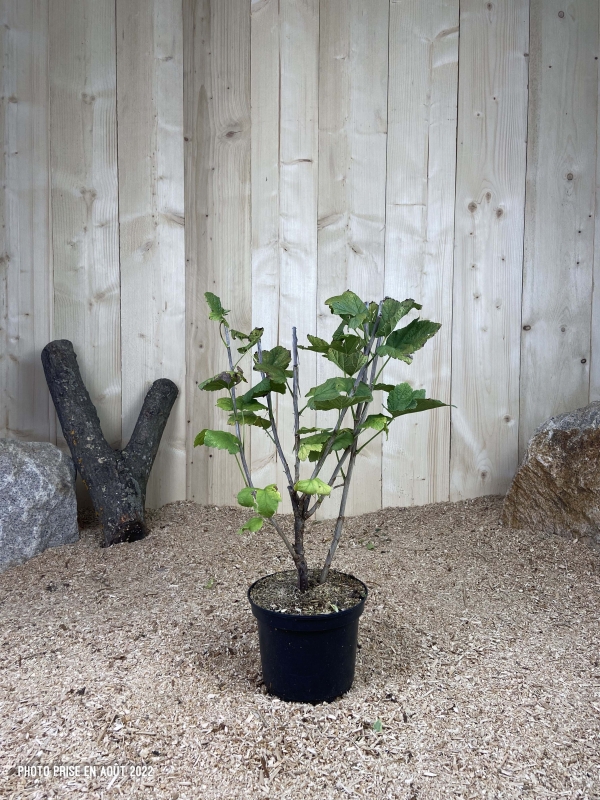 Ribes Rubrum Rovada Cont 3 L Touffe
