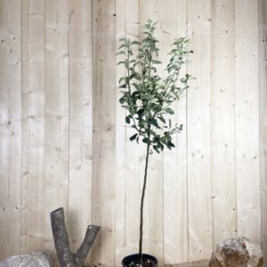 Malus Domestica Granny Smith Cont 10 L 1/2 Tige 6/8