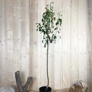 Pyrus Domestica Docteur Jules Guyot Cont 10 L 1/2 Tige 6/8