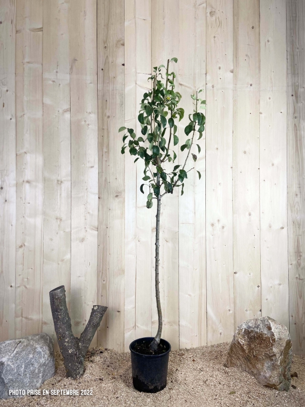 Pyrus Domestica Docteur Jules Guyot Cont 10 L 1/2 Tige 6/8