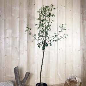 Pyrus Domestica Louise Bonne D'Avranches Cont 10 L 1/2 Tige 6/8
