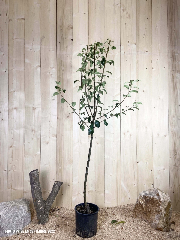 Pyrus Domestica Louise Bonne D'Avranches Cont 10 L 1/2 Tige 6/8