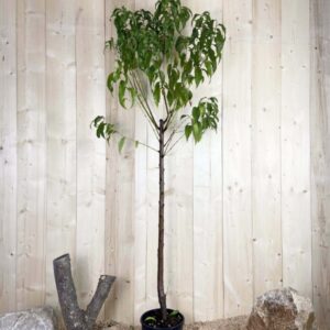 Prunus Nucipersica Nectared Cont 10 L 1/2 Tige 6/8