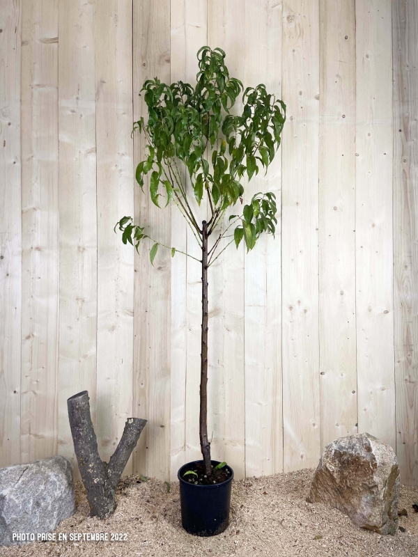 Prunus Nucipersica Nectared Cont 10 L 1/2 Tige 6/8