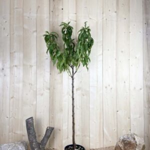 Prunus Persica J.H Hale Cont 10 L 1/2 Tige 6/8
