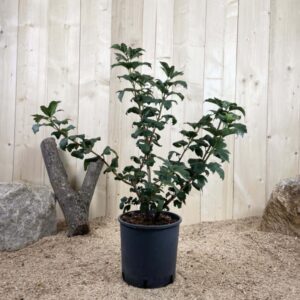 Viburnum Opulus Roseum Cont 10 L 60/80