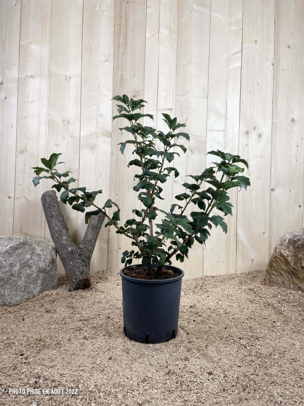 Viburnum Opulus Roseum Cont 10 L 60/80
