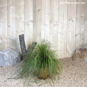 Deschampsia Cespitosa Cont 3 L Touffe