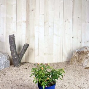 Rosa Calizia ® Cont bleu 2 L Touffe / Avec PLV