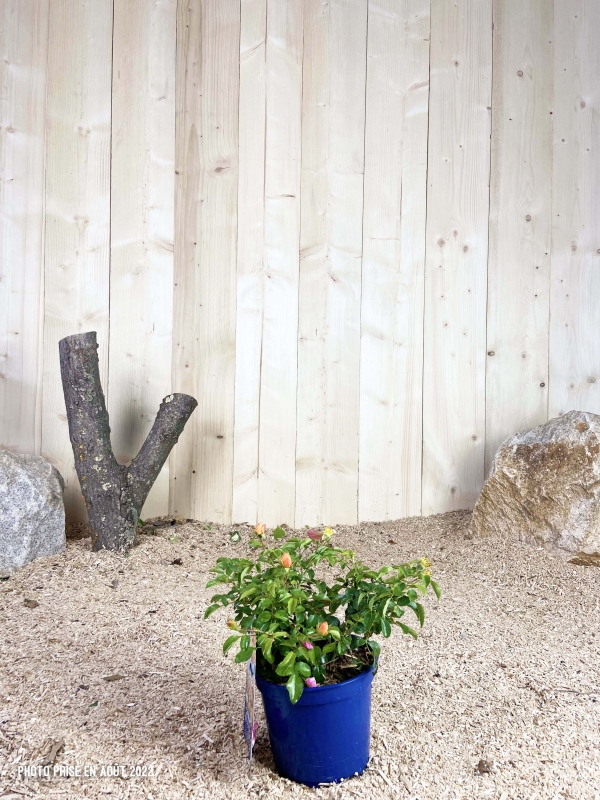 Rosa Calizia ® Cont bleu 2 L Touffe / Avec PLV