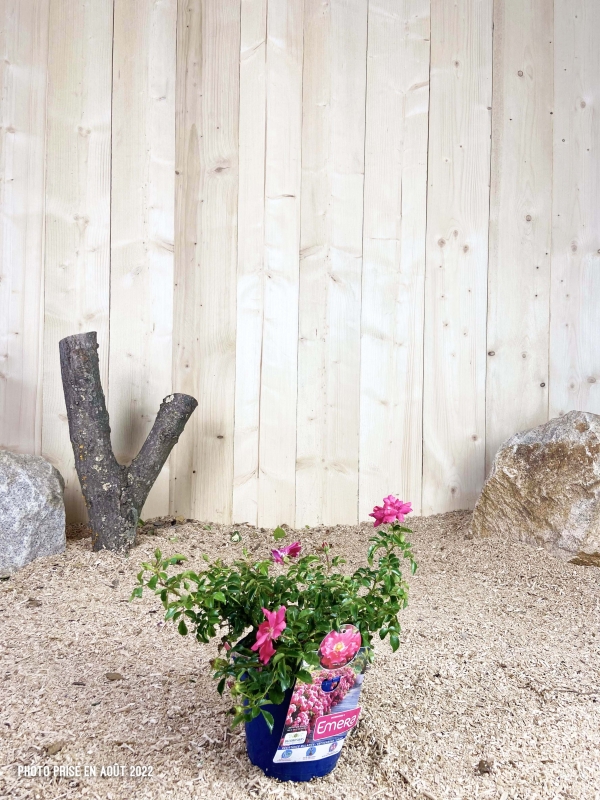 Rosa Emera ® Cont bleu 2 L Touffe / Avec PLV