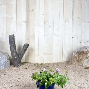 Rosa Mareva ® Cont bleu 2 L Touffe / Avec PLV