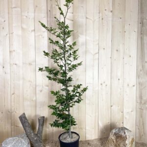 Fagus Sylvatica Cont 15 L Bal B 175/200
