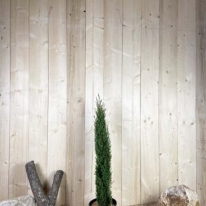 Cupressus Sempervirens Totem Cont 10 L 100/125