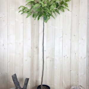 Morus Kagayamae Fruitless Cont 15 L Tige 6/8