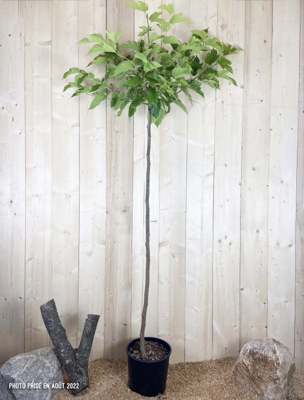 Morus Kagayamae Fruitless Cont 15 L Tige 6/8