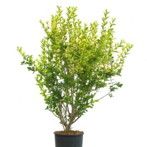 Ligustrum Ovalifolium Aureum Cont 10 L 80/100