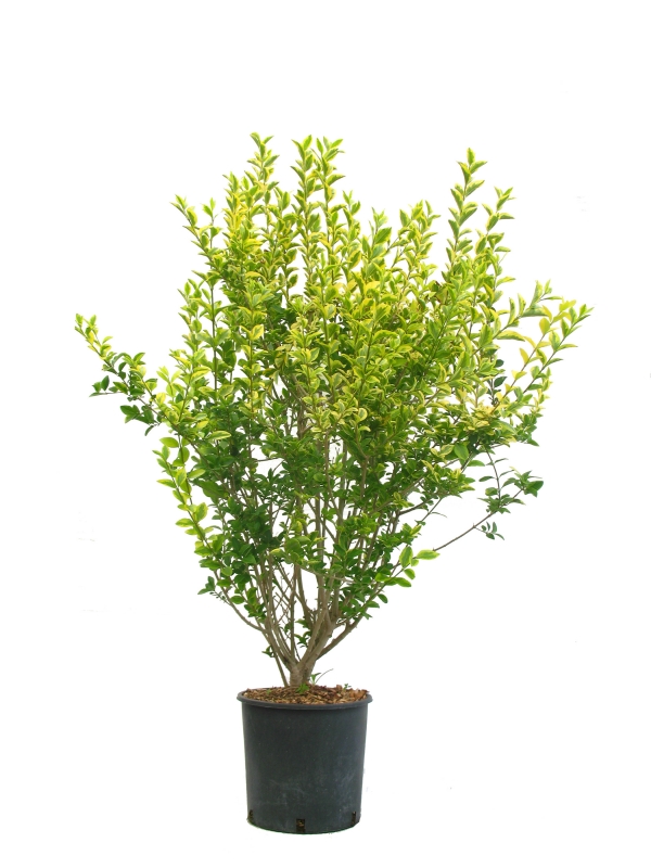 Ligustrum Ovalifolium Aureum Cont 10 L 80/100