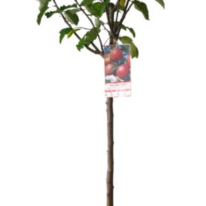 Malus Domestica Gala Cont 15 L 1/2 Tige 6/8