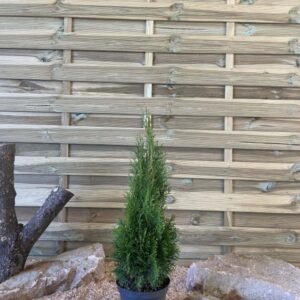 Thuya Occidentalis Emeraude Cont 3 L 40/60
