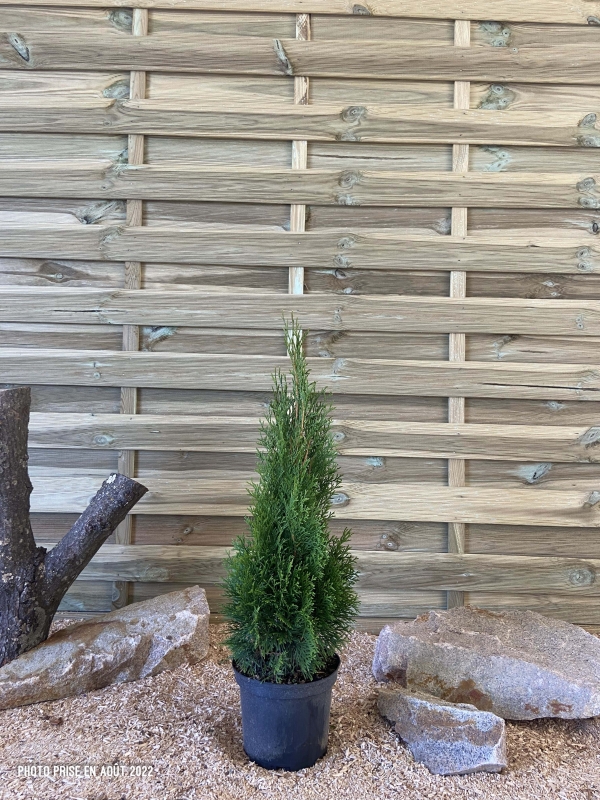Thuya Occidentalis Emeraude Cont 3 L 40/60